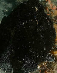 Bali 2016 - Painted frogfish - Antenaire peint - Antennarius pictus - IMG_6144_rc